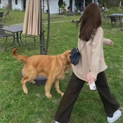 金鹿